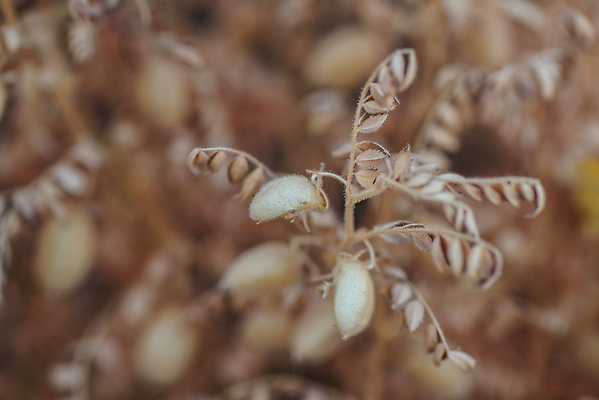 포토 JPG 해외이미지 식물 꽃 음식 백그라운드 잎 밭 농업 다이어트 채소 재료 자연 콩 건강 병아리 씨앗 사람없음 야외 초록색 농작물 농장 흙 수확 성장 시골 신선 낟알 먹기 유기농 완두콩 날것 내추럴 꼬투리 병아리콩 숙성 해외202004 해외포토 웰빙 산업 컬러 모션 조류 곡류 생태계 파일형식 이미지허브