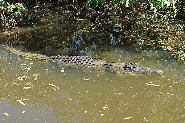포토 JPG 해외이미지 동물 야생동물 여행 파충류 자연 국립공원 사람없음 물 강 호주 위험 육식동물 악어 동물상 해외202004 해외포토 자연요소 공원 컨셉 조형물 오세아니아 생태계 파일형식 이미지허브