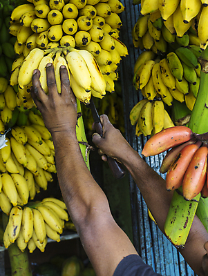 포토 JPG 해외이미지 손 잡화 계절 음식 패턴 다이어트 과일 바나나 건강 종류 서기 사람없음 빨간색 초록색 노란색 세일 쌓기 에너지 수확 신선 고리 시장 달콤 맛 자르기 다발 배열 날것 소매 아보카도 숙성 파파야 많음 해외202004 해외포토 컬러 컨셉 무늬 농업 모션 신체부위 열대과일 파일형식 이미지허브