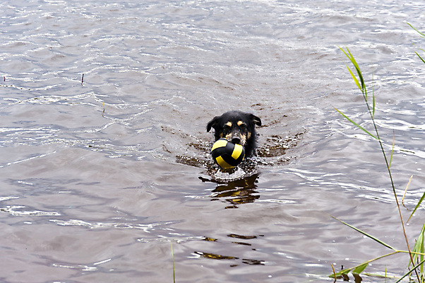 포토 JPG 해외이미지 동물 호수 자연 놀이 수영장 스웨덴 사람없음 물 반려동물 장난감 수영 목욕 기쁨 젖음 물방울 신선 개 씻기 상쾌 잡종 해외202004 해외포토 자연요소 감정 포유류 북유럽 청결 수상스포츠 생태계 파일형식 이미지허브