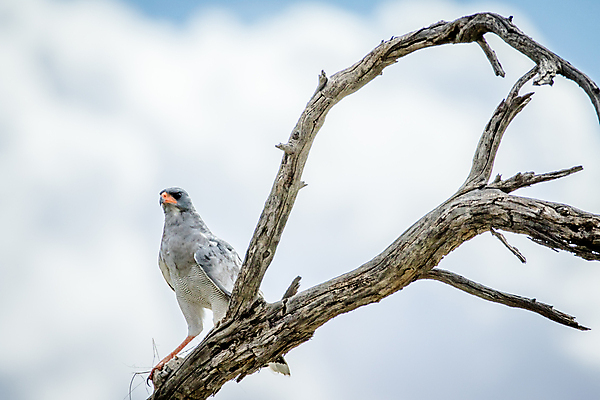 포토 JPG 해외이미지 동물 계절 공원 야생동물 여행 아프리카 자연 조류 안테나 사람없음 야외 사막 보호 먹이 사파리 독수리 육식동물 사냥꾼 남쪽 창백 남아프리카 동물상 보츠와나 사바나 생태학 웅장함 칼라하리 해외202004 해외포토 직업 공공시설 교육 나라 컨셉 통신 조형물 방향 생태계 파일형식 이미지허브