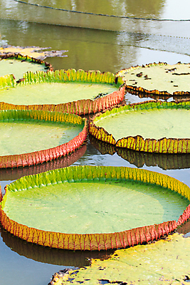 포토 JPG 해외이미지 식물 계절 공원 꽃 호수 백그라운드 잎 꽃무늬 자연 연꽃 사람없음 야외 초록색 물 여름 정원 벚꽃 연못 개화 숲 백합 거인 내추럴 모리셔스 이국적 해외202004 해외포토 자연요소 공공시설 컬러 무늬 생태계 파일형식 이미지허브