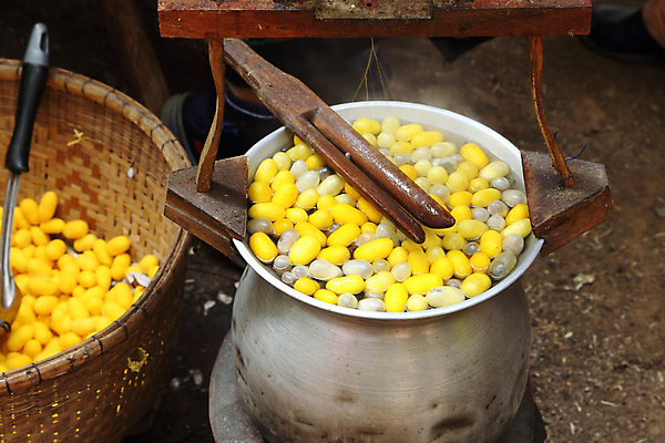 포토 JPG 해외이미지 동물 산업 나비 곤충 백그라운드 패턴 농업 자연 종류 사람없음 노란색 흰색 직물 황금 실 벌레 냄비 더위 작음 실크 소중 순수 묘사 유기농 질감 날것 만들기 부드러움 섬유 나방 내추럴 방법 삶기 많음 해외202004 해외포토 웰빙 컬러 컨셉 무늬 모션 날씨 감각 솥 크기 생태계 파일형식 이미지허브