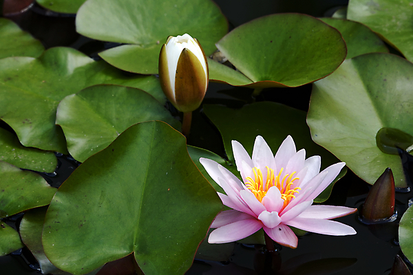 포토 JPG 해외이미지 식물 꽃 호수 분홍색 백그라운드 꽃무늬 자연 표면 연꽃 사람없음 초록색 물 여름 봄 흰색 연못 개화 백합 내추럴 해외202004 해외포토 자연요소 계절 컬러 무늬 생태계 파일형식 이미지허브