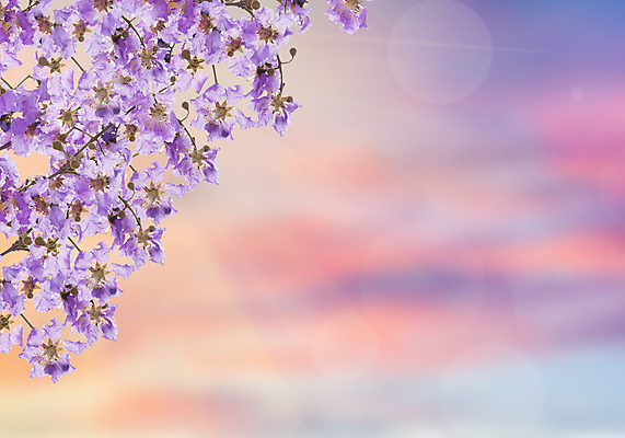 포토 JPG 해외이미지 모양 디자인 계절 파도 분홍색 백그라운드 컨셉 패턴 자연 벽지 표면 발렌타인데이 사랑 사람없음 물 여름 빛 컬러풀 햇빛 태양 파티 일출 맑음 축제 흰색 축하 신선 점 원형 소프트포커스 질감 보케 내추럴 깊이 블러 해외202004 해외포토 자연요소 도형 감정 바다 컬러 무늬 데이이벤트 날씨 촬영기법 이벤트 노을 생태계 파일형식 이미지허브