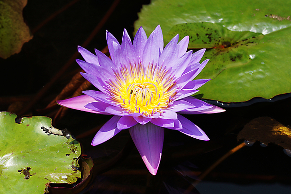 포토 JPG 해외이미지 식물 꽃 여행 자연 사람없음 개화 발리 인도네시아 해외202004 해외포토 아시아 섬 생태계 파일형식 이미지허브