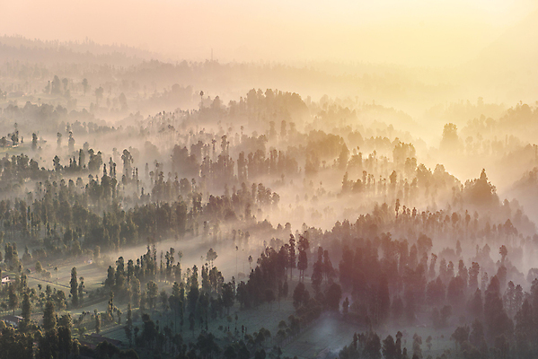 포토 JPG 해외이미지 나무 구름 계절 공원 선 여행 백그라운드 잎 자연 하늘 아침 산 풍경 사람없음 야외 초록색 여름 빛 컬러풀 햇빛 태양 일출 환경 검은색 일몰 새벽 안개 소나무 숲 인도네시아 침엽수 내추럴 뿌연 수목 전국 해외202004 해외포토 주간 자연요소 식물 공공시설 아시아 컬러 날씨 노을 생태계 파일형식 이미지허브
