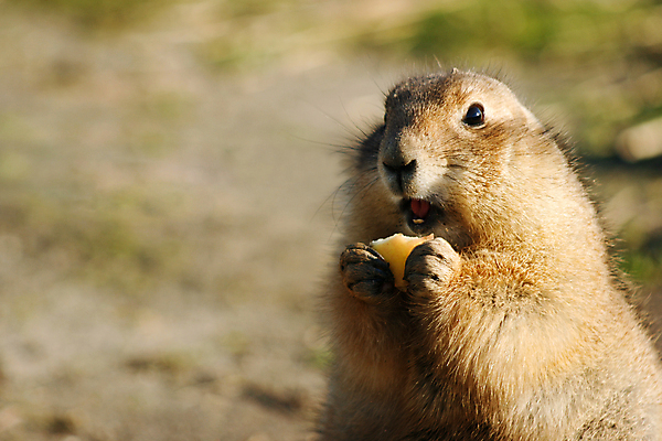 포토 JPG 해외이미지 한마리 열매 야생동물 포유류 들기 사람없음 먹기 프레리도그 해외202004 해외포토 식물 동물 1 모션 파일형식 이미지허브