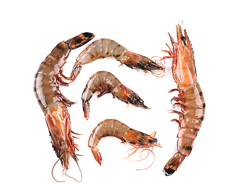 포토 JPG 해외이미지 아시아 음식 바다 백그라운드 조개 새우 갑각류 요리 사람없음 식당 껍질 흰색 신선 칵테일 해산물 오브젝트 싱글 날것 슛 고립 해외202004 해외포토 동물 나라 컬러 어패류 주류 상점 파일형식 이미지허브