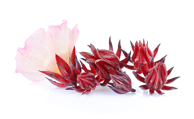 포토 JPG 해외이미지 식물 꽃 분홍색 백그라운드 채소 과일 자연 건강 사람없음 빨간색 초록색 농장 장미 흰색 차 달콤 맛 허브 고립 전국 히비스커스 해외202004 해외포토 음료 컬러 컨셉 농업 생태계 파일형식 이미지허브