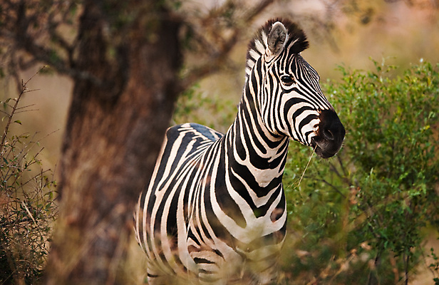포토 JPG 해외이미지 동물 공원 잎 밭 아프리카 사람없음 초록색 머리 줄무늬 흰색 먹이 먹기 얼룩말 갈기 목 남쪽 내추럴 깊이 블러 사바나 수유 전국 평야 해외202004 해외포토 식물 공공시설 나라 컬러 무늬 농업 모션 자연 신체부위 말_동물 방향 파일형식 이미지허브