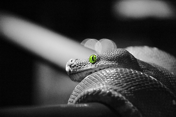 포토 JPG 해외이미지 동물 1 응시 곡선 파충류 사람없음 독약 뱀 위험 질감 눈금 육식동물 이국적 오싹 해외202004 해외포토 시선 선 컨셉 파일형식 이미지허브