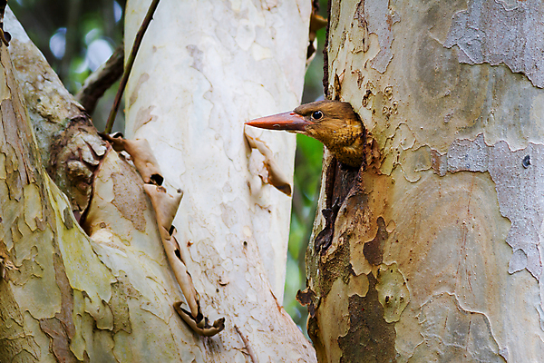 포토 JPG 해외이미지 동물 야생동물 청소년 태국 자연 조류 사람없음 갈색 나뭇가지 숲 남쪽 물총새 해외202004 해외포토 나무 아시아 컬러 사람 방향 생태계 파일형식 이미지허브