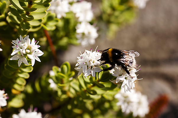 포토 JPG 해외이미지 식물 동물 꽃 곤충 패턴 자연 사람없음 초록색 여름 컬러풀 정원 맑음 봄 벚꽃 흰색 개화 닫기 수분 유기농 꽃가루 내추럴 호박벌 해외202004 해외포토 웰빙 계절 컬러 무늬 모션 날씨 벌_곤충 가루 생태계 파일형식 이미지허브