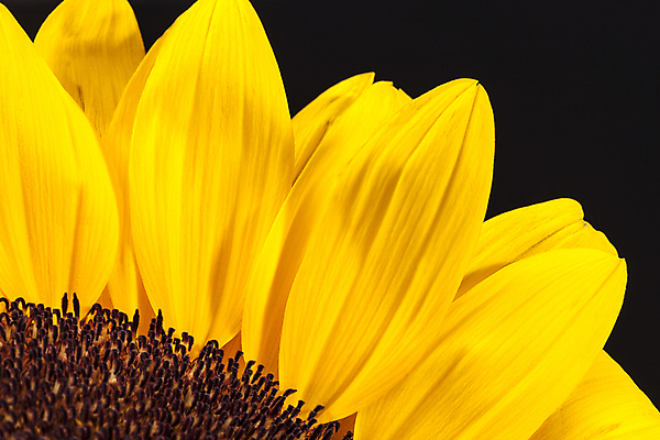 포토 JPG 해외이미지 식물 꽃잎 꽃 자연 검은배경 해바라기 근접촬영 사람없음 노란색 해외202004 해외포토 뷰포인트 컬러 백그라운드 검은색 생태계 파일형식 이미지허브