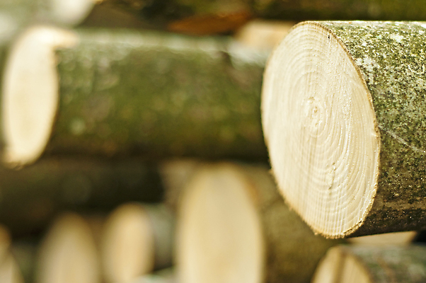 포토 JPG 해외이미지 나무 사람없음 목재 에너지 원형 숲 장작 언덕 날것 난방 내추럴 해외202004 해외포토 도형 식물 재료 파일형식 이미지허브