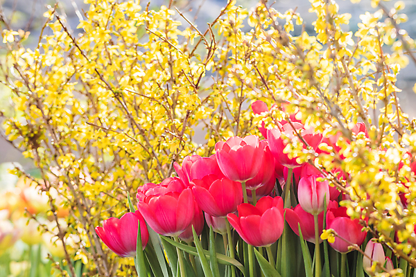 포토 JPG 해외이미지 식물 꽃잎 꽃 분홍색 꽃다발 백그라운드 잎 꽃무늬 밭 자연 사람없음 장식 빨간색 초록색 컬러풀 노란색 환경 정원 보라색 침묵 봄 튤립 벚꽃 흰색 신선 우아함 선택 네덜란드 초대 고립 많음 해외202004 해외포토 계절 유럽 컬러 컨셉 무늬 농업 소리 생태계 파일형식 이미지허브