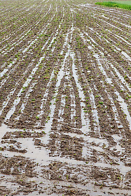 포토 JPG 해외이미지 계절 산업 농업 자연 날씨 사람없음 야외 초록색 물 여름 환경 손상 젖음 긴급 위험 땅 홍수 장면 폭풍 진흙 무거움 흐림 내추럴 재앙 해외202004 해외포토 자연요소 컬러 컨셉 무게 자연재해 생태계 파일형식 이미지허브