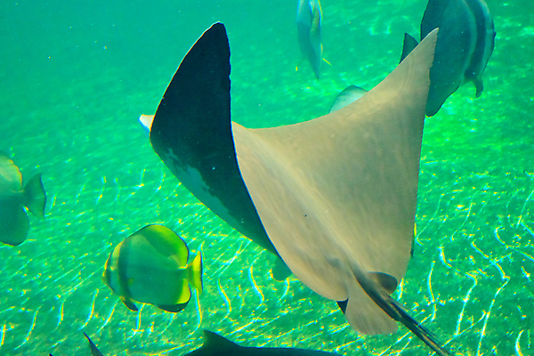 포토 JPG 해외이미지 바다 자연 어류 사람없음 산호 암초 해외202004 해외포토 수중동물 자포동물 생태계 파일형식 이미지허브