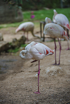 포토 JPG 해외이미지 동물 야생동물 분홍색 날개 오렌지 자연 조류 사람없음 빨간색 물 컬러풀 머리 활발 흰색 플라밍고 깃털 부리 목 내추럴 동물상 이국적 해외202004 해외포토 자연요소 컬러 컨셉 과일 신체부위 조형물 생태계 파일형식 이미지허브