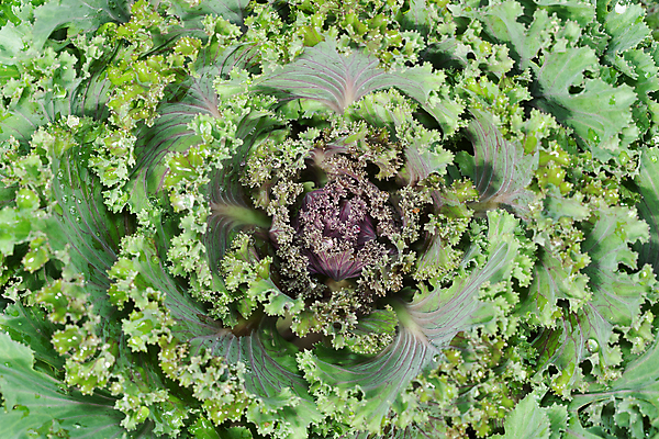 포토 JPG 해외이미지 식물 음식 잎 농업 채소 자연 사람없음 야외 장식 초록색 농경지 정원 보라색 벚꽃 신선 개화 묘사 유기농 원예 양배추 내추럴 케일 해외202004 해외포토 웰빙 꽃 산업 컬러 취미 농장 생태계 파일형식 이미지허브