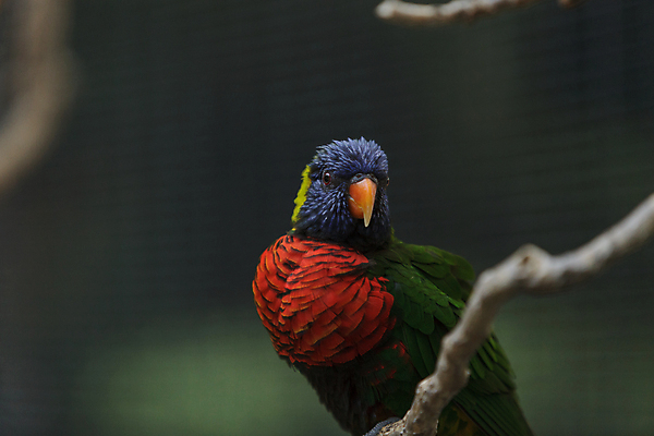 포토 JPG 해외이미지 동물 야생동물 여행 무지개 오렌지 자연 조류 웨일즈 새로움 사람없음 초록색 파란색 컬러풀 노란색 만 오세아니아 닫기 호주 앵무새 남쪽 해외202004 해외포토 자연요소 나라 컬러 컨셉 과일 모션 영국 방향 생태계 파일형식 이미지허브