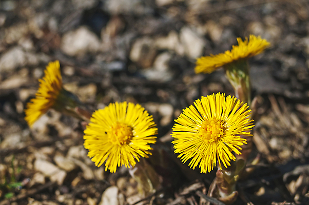 포토 JPG 해외이미지 식물 꽃 사람없음 치료 건강관리 벚꽃 조제 해외202004 해외포토 의학 건강 관리 약 만들기 파일형식 이미지허브