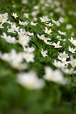 포토 JPG 해외이미지 꽃 자연 사람없음 목재 초록색 봄 들꽃 흰색 신선 그룹 숲 갸우뚱 대각선 내추럴 아네모네 많음 해외202004 해외포토 나무 식물 계절 선 컬러 컨셉 재료 모션 생태계 파일형식 이미지허브