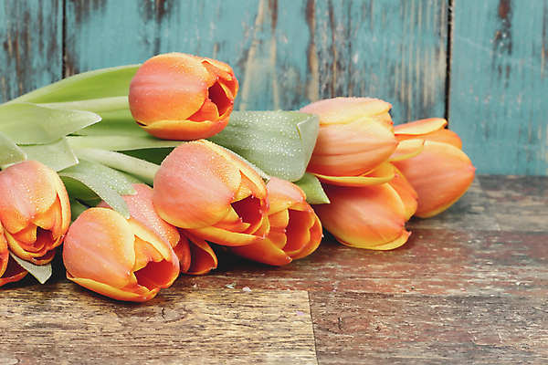 포토 JPG 해외이미지 디자인 계절 꽃 행복 줄기 꽃다발 결혼 백그라운드 잎 꽃무늬 오렌지 자연 엄마 부활절 발렌타인데이 사람없음 목재 초록색 노란색 정원 봄 튤립 수확 벚꽃 시골 신선 개화 다발 배열 질감 많음 해외202004 해외포토 나무 식물 기념일 감정 컬러 컨셉 무늬 농업 과일 재료 가족 데이이벤트 이벤트 생태계 파일형식 이미지허브