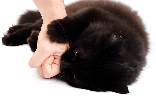 포토 JPG 해외이미지 동물 손 장난 놀이 털 실내 사람 사람없음 반려동물 검은색 고양이 분노 솜털 수의사 토막 나쁜 고립 해외202004 해외포토 감정 컬러 포유류 내부 신체부위 의사 파일형식 이미지허브