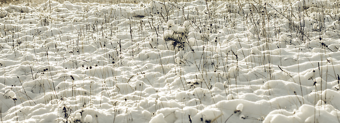 포토 JPG 해외이미지 계절 백그라운드 크리스마스 겨울 동화 추상 휴가 새해 크리스마스카드 미술 풍경 사람없음 얼음 추위 백발 흰색 나뭇가지 즐거움 흰배경 질감 서리 해피뉴이어 겨울풍경 해외202004 해외포토 자연요소 나무 헤어스타일 기념일 감정 컬러 무늬 문화예술 카드_감사 새해인사 파일형식 이미지허브