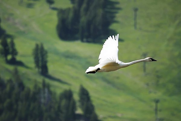 포토 JPG 해외이미지 주간 한마리 호수 사람없음 비행 백조 해외202004 해외포토 자연요소 1 조류 파일형식 이미지허브