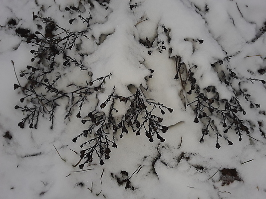 포토 JPG 해외이미지 계절 백그라운드 잎 크리스마스 밭 자연 날씨 건강 풍경 사람없음 야외 초록색 환경 정원 냉동 얼음 추위 성장 흰색 신선 허브 질감 서리 내추럴 땅바닥 눈내림 해외202004 해외포토 자연요소 식물 기념일 컬러 농업 바닥 눈_날씨 생태계 파일형식 이미지허브