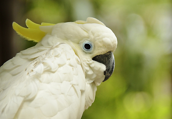 포토 JPG 해외이미지 응시 공원 야생동물 날개 자연 조류 왕관 사람없음 야외 반려동물 흰색 깃털 부리 갈기 이국적 지능 해외202004 해외포토 동물 시선 공공시설 컬러 생태계 파일형식 이미지허브
