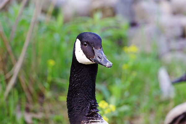 포토 JPG 해외이미지 응시 꽃 포즈 백그라운드 캐나다 앉기 사람없음 초록색 머리 검은색 힘 흰색 목 거위 배려 해외202004 해외포토 식물 시선 컬러 북아메리카 모션 조류 신체부위 파일형식 이미지허브