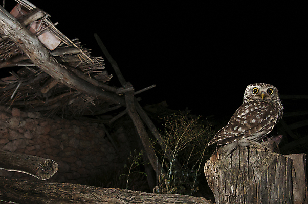 포토 JPG 해외이미지 나무 동물 척추동물 응시 곤충 백그라운드 밭 자연 조류 앉기 사람없음 초록색 물 여름 반사 갈색 흰색 표현 해충 작음 먹이 먹기 깃털 호기심 싱글 사냥 육식동물 부엉이 봉 메뚜기 내추럴 동물상 해외202004 해외포토 자연요소 식물 시선 계절 감정 컬러 컨셉 농업 모션 조형물 벌레 크기 생태계 파일형식 이미지허브