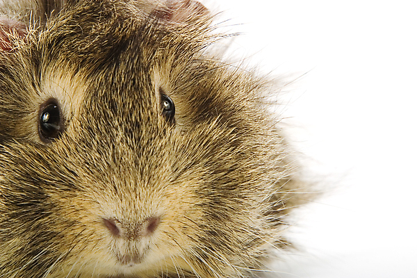 포토 JPG 해외이미지 동물 포유류 수염 털 사람없음 반려동물 갈색 검은색 흰색 돼지 설치류 작음 모피 자르기 코 귀 고립 해외202004 해외포토 컬러 모션 신체부위 크기 파일형식 이미지허브