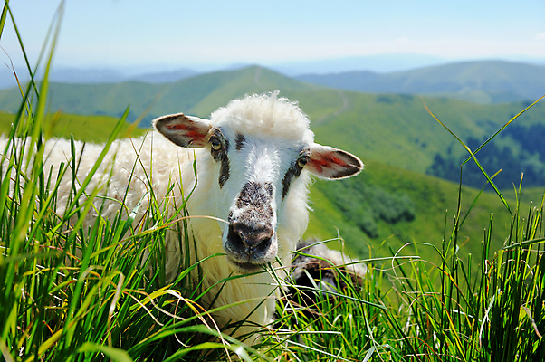 포토 JPG 해외이미지 나무 동물 구름 유럽 여행 밭 농업 자연 하늘 산 풍경 사람없음 야외 초록색 여름 파란색 농장 농경지 쌓기 환경 계곡 맑음 가축 흰색 시골 양 군중 숲 방목 언덕 양고기 내추럴 산악지대 양모 밭일 찰과상 목가 해외202004 해외포토 자연요소 식물 계절 나라 산업 컬러 포유류 모션 날씨 육류 사람 직물 축산업 상처 생태계 파일형식 이미지허브