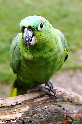 포토 JPG 해외이미지 야생동물 자연 조류 사람없음 초록색 깃털 부리 앵무새 계산서 발톱 해외202004 해외포토 동물 컬러 발 생태계 파일형식 이미지허브