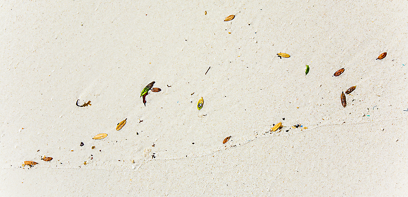 포토 JPG 해외이미지 식물 아시아 백그라운드 잎 패턴 추상 미술 사람없음 야외 빛 태양 화목 질감 서식 공상 내추럴 구성 정물화 해외202004 해외포토 자연요소 나라 컨셉 무늬 문화예술 그림 파일형식 이미지허브