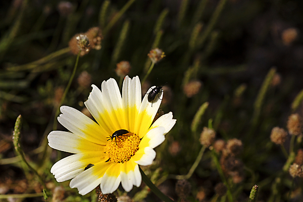 포토 JPG 해외이미지 식물 동물 꽃잎 꽃 야생동물 곤충 백그라운드 잎 꽃무늬 자연 사람없음 빨간색 초록색 여름 컬러풀 노란색 정원 검은색 봄 벚꽃 흰색 점 개화 행운 닫기 벌레 숲 작음 딱정벌레 묘사 데이지 무당벌레 꽃가루 발견 내추럴 해외202004 해외포토 계절 컬러 컨셉 무늬 모션 크기 가루 생태계 파일형식 이미지허브