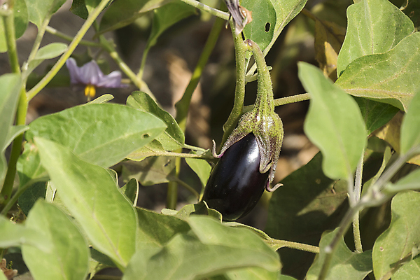 포토 JPG 해외이미지 식물 계절 음식 줄기 잎 농업 다이어트 채소 자연 가지 건강 요리 사람없음 초록색 여름 빛 농장 정원 보라색 어둠 수확 성장 시골 신선 시장 먹기 제비꽃 유기농 원예 내추럴 밭일 숙성 온실 채식주의자 해외202004 해외포토 웰빙 꽃 산업 컬러 모션 취미 생태계 채식 파일형식 이미지허브