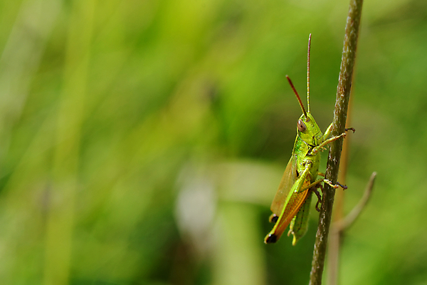 포토 JPG 해외이미지 동물 음식 곤충 백그라운드 농업 자연 밥 안테나 사람없음 초록색 여름 수확 흰색 해충 벌레 메뚜기 내추럴 논밭 해외202004 해외포토 계절 산업 컬러 밭 통신 논 생태계 파일형식 이미지허브