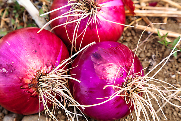 포토 JPG 해외이미지 식물 음식 농업 채소 재료 전구 양파 건강 사람없음 빨간색 농장 흙 신선 양념 맛 다발 보따리 유기농 생태계 날것 뿌리 성분 숙성 채식주의자 해외202004 해외포토 웰빙 산업 컬러 컨셉 채식 파일형식 이미지허브