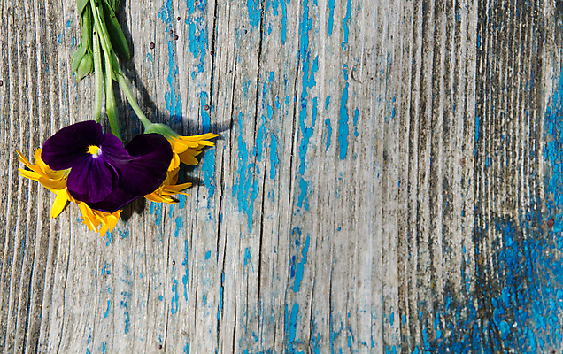 포토 JPG 해외이미지 식물 꽃 백그라운드 잎 꽃무늬 자연 벽지 탁자 표면 프레임 미술 사람없음 목재 장식 컬러풀 갈색 우주 정원 수확 벚꽃 시골 널 질감 옛날 해외202004 해외포토 나무 컬러 가구 무늬 농업 재료 문화예술 생태계 파일형식 이미지허브