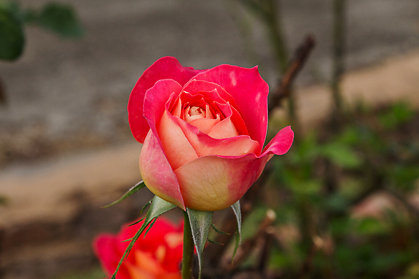포토 JPG 해외이미지 식물 디자인 꽃 행복 리본 분홍색 꽃다발 결혼 백그라운드 컨셉 잎 꽃무늬 자연 벽지 추상 휴가 기념 프레임 발렌타인데이 선물 사랑 사람없음 장식 빨간색 초록색 장미 갈색 정원 검은색 축제 벚꽃 흰색 하트 축하 신선 신용카드 심볼 열정 해외202004 해외포토 모양 감정 컬러 무늬 데이이벤트 이벤트 금융 생태계 파일형식 이미지허브