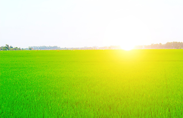 포토 JPG 해외이미지 식물 구름 계절 꽃 백그라운드 밭 자연 하늘 아침 날씨 파노라마 풍경 사람없음 야외 가로 초록색 여름 파란색 햇빛 침묵 봄 활발 흰색 신선 언덕 장면 무한 평야 호밀 해외202004 해외포토 주간 자연요소 컬러 컨셉 농업 곡류 촬영기법 태양 소리 생태계 파일형식 이미지허브