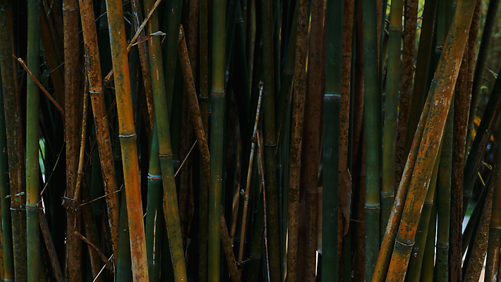 포토 JPG 해외이미지 나무 식물 전통 아시아 문화 선 벽 백그라운드 패턴 자연 추상 건강 동양인 풍경 사람없음 목재 장식 세로 초록색 울타리 정원 일본 성장 나뭇가지 신선 숲 묶기 대나무 보따리 유기농 원예 질감 내추럴 그런지 생태학 옛날 해외202004 해외포토 웰빙 교육 나라 컬러 무늬 재료 모션 인종 취미 담장 생태계 파일형식 이미지허브