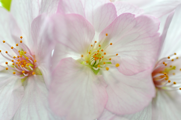 포토 JPG 해외이미지 주간 꽃잎 사람없음 야외 맑음 봄 벚꽃 개화 복고 싱가폴 해외202004 해외포토 자연요소 계절 꽃 아시아 날씨 파일형식 이미지허브