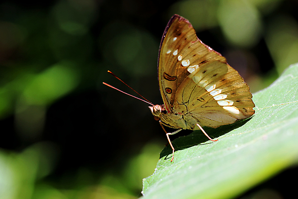 포토 JPG 해외이미지 식물 동물 공원 꽃 야생동물 나비 곤충 백그라운드 잎 꽃무늬 날개 모션 자연 하늘 안테나 사랑 사람없음 야외 컬러풀 햇빛 태양 벌레 숲 생물학 자연백그라운드 해외202004 해외포토 자연요소 공공시설 교육 감정 컬러 무늬 통신 생태계 파일형식 이미지허브